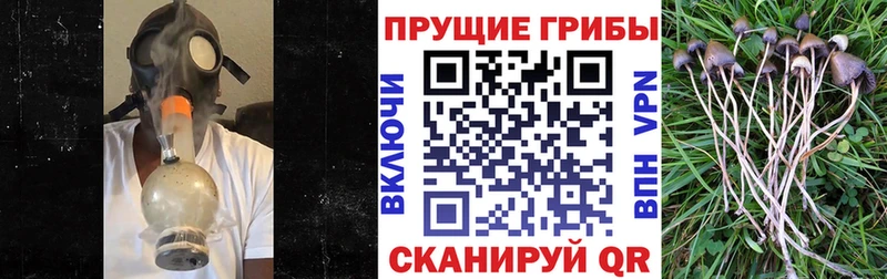 Псилоцибиновые грибы Psilocybe  магазин продажи   Красногорск 